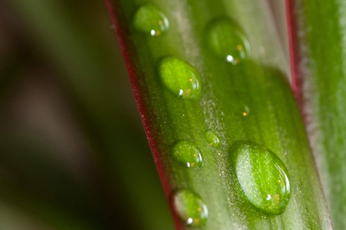 Blatt mit Wassertropfen