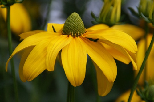 Sommer Blüte