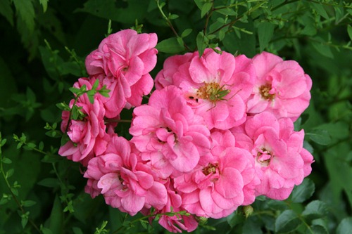 Blüte (grün-rosa-grün)