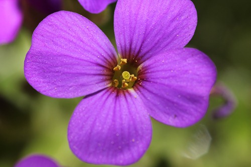 Blume mit Blütenstaub