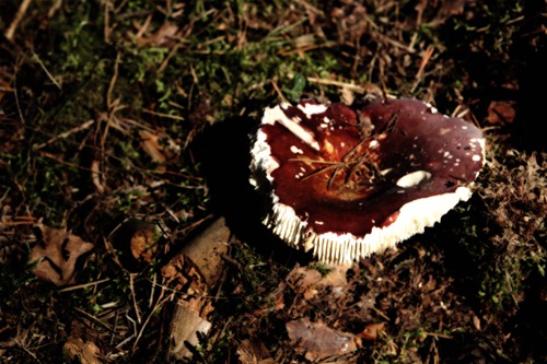 Fiegenpilz im Wald